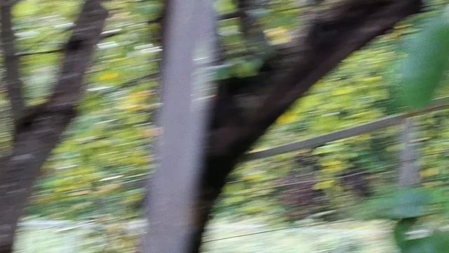 Санкт-Петербург. Поездка в Репино. Неожиданная встреча с лисой.