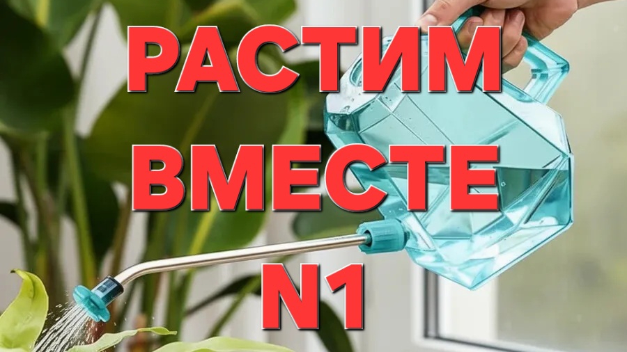 растим вместе  фиалки с черенка