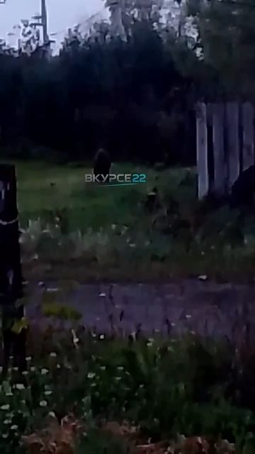 Кабан в алтайском селе
