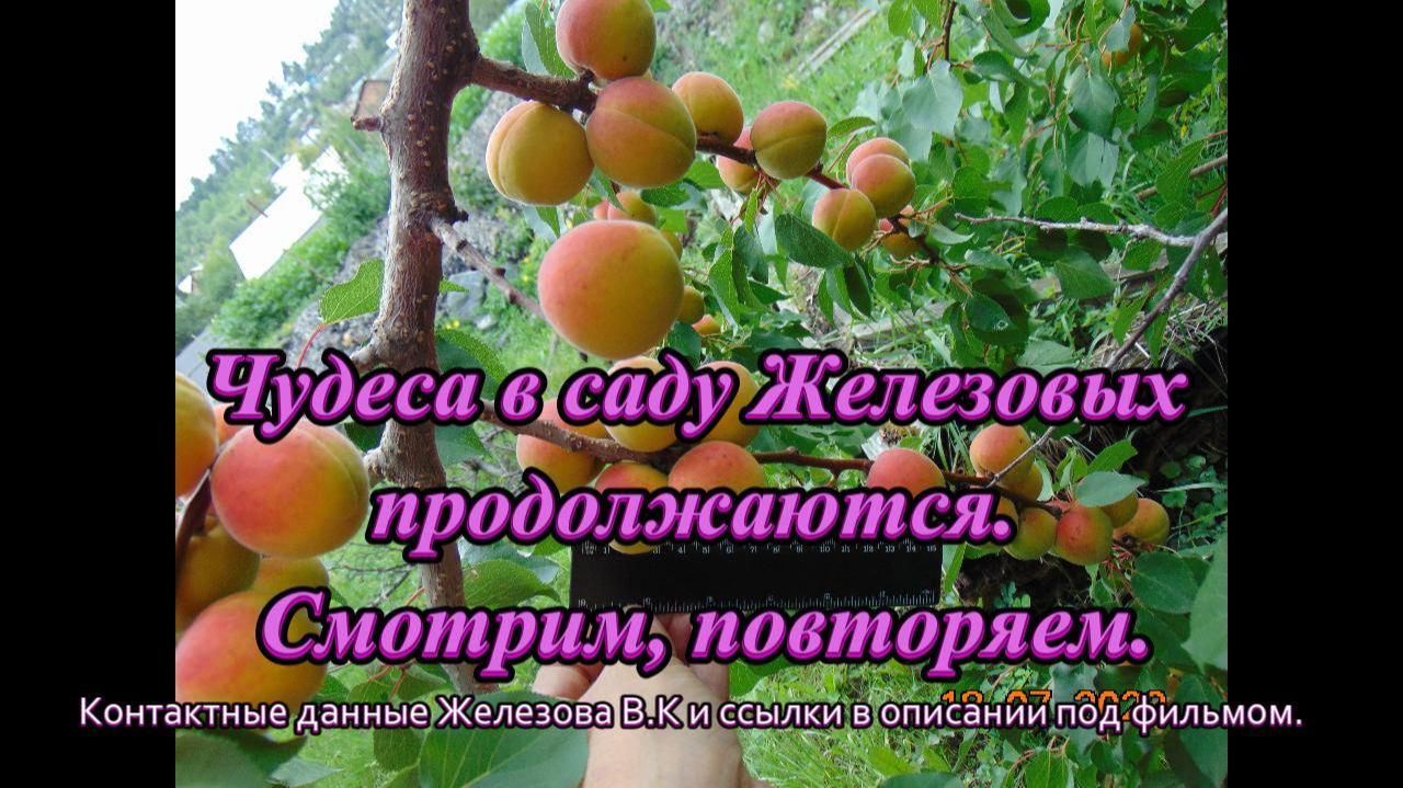 Чудеса в саду Железовых продолжаются. Смотрим, повторяем.