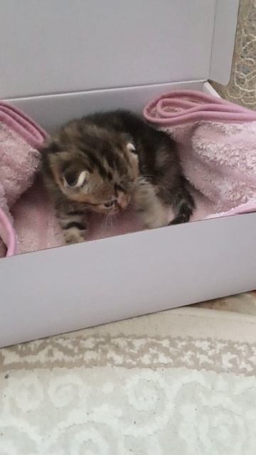 Маленький котёнок отдыхает. Кошки и коты это умеют.