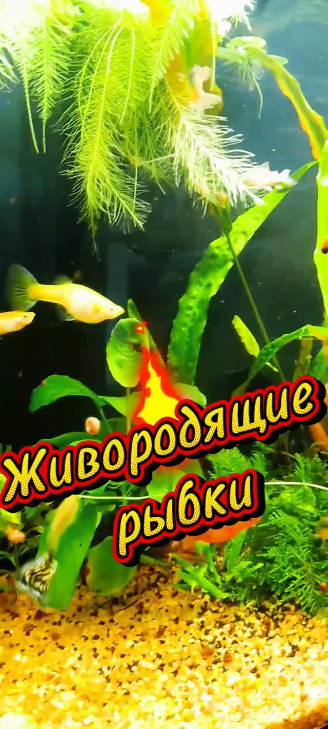 Живородящие рыбки