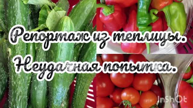 Репортаж из теплицы. Неудачная попытка.