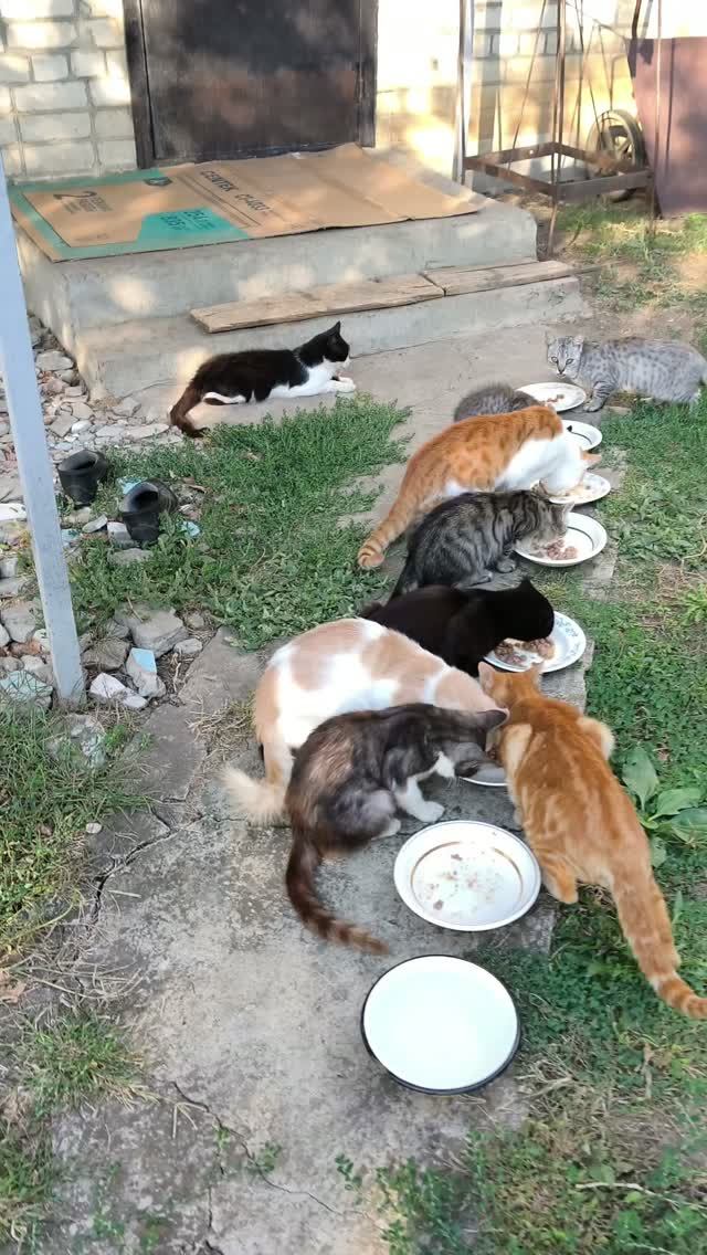 Кошкин дом🐈🐈🐈🥣