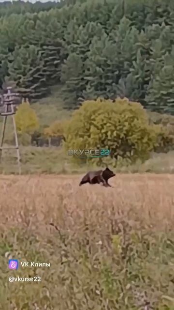 Медведь в Алтайском крае