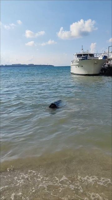 Поночка и море