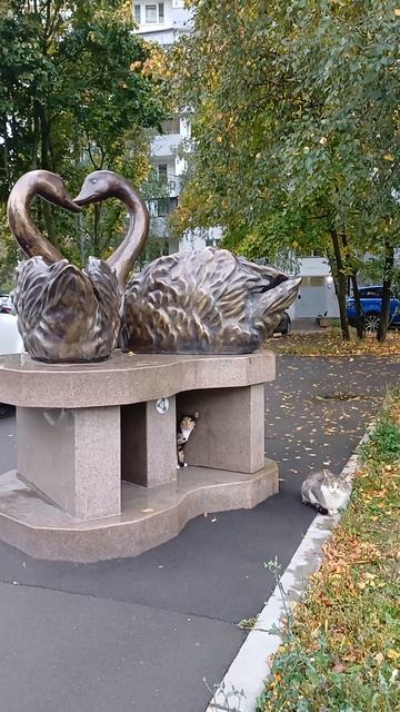 Котямбусы #котики