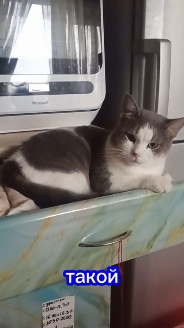 Бусики спят 👀🐈🐱 #коты #влоги