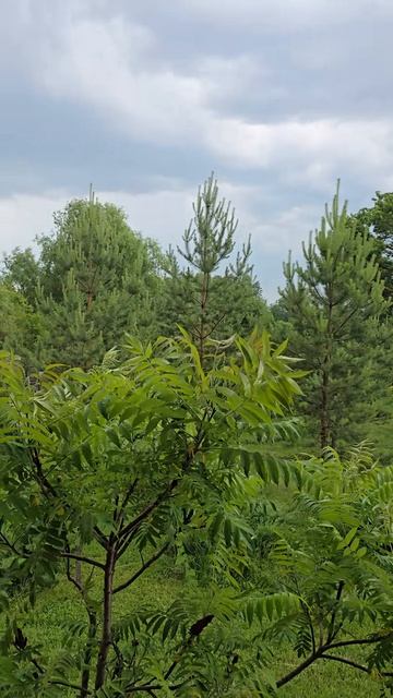 Территория глэмпинга Холки camp Белгородская область
