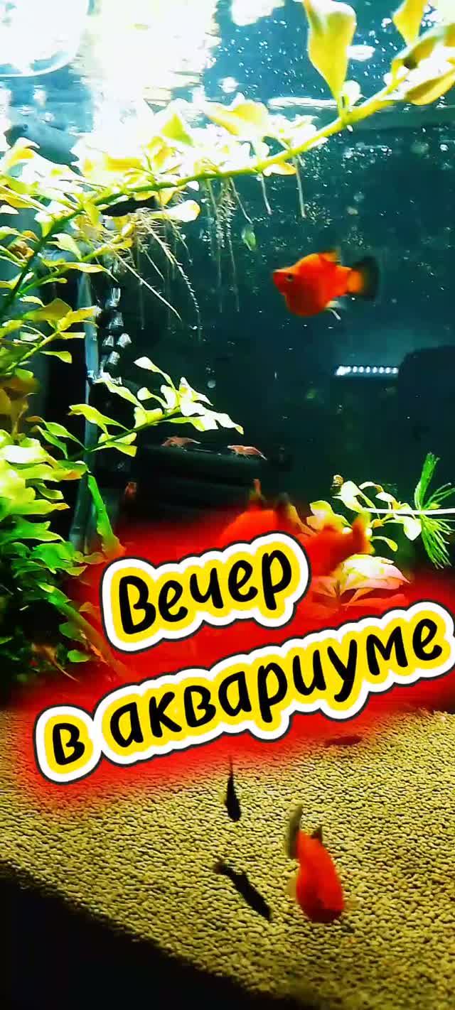 Вечер в аквариуме