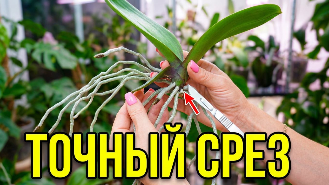 Посадить орхидею на укоренение. Точно отсоединить не навредить.