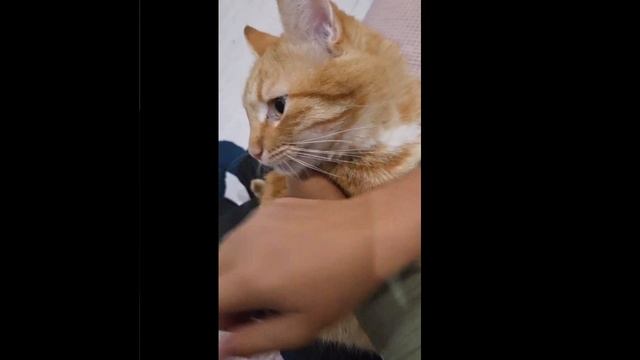хазаха мой котик