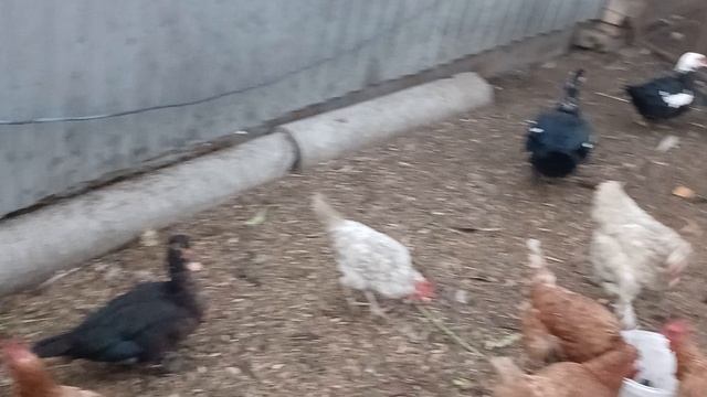 Собрали куриное яйцо, прогуляли гусей🪿🪿🪿