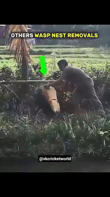 Борьба с осами