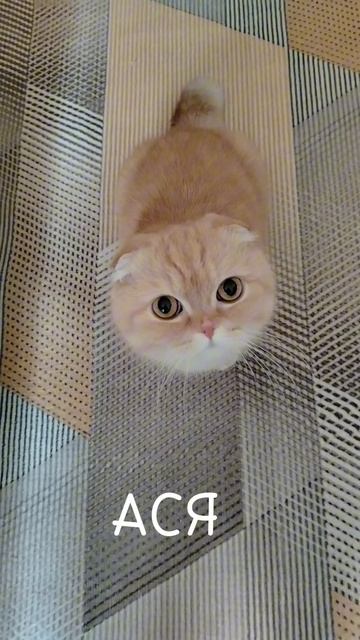 Кошка АСЯ