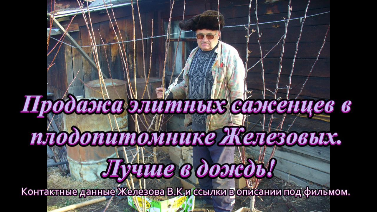 Продажа элитных саженцев в плодопитомнике Железовых. Лучше в дождь!