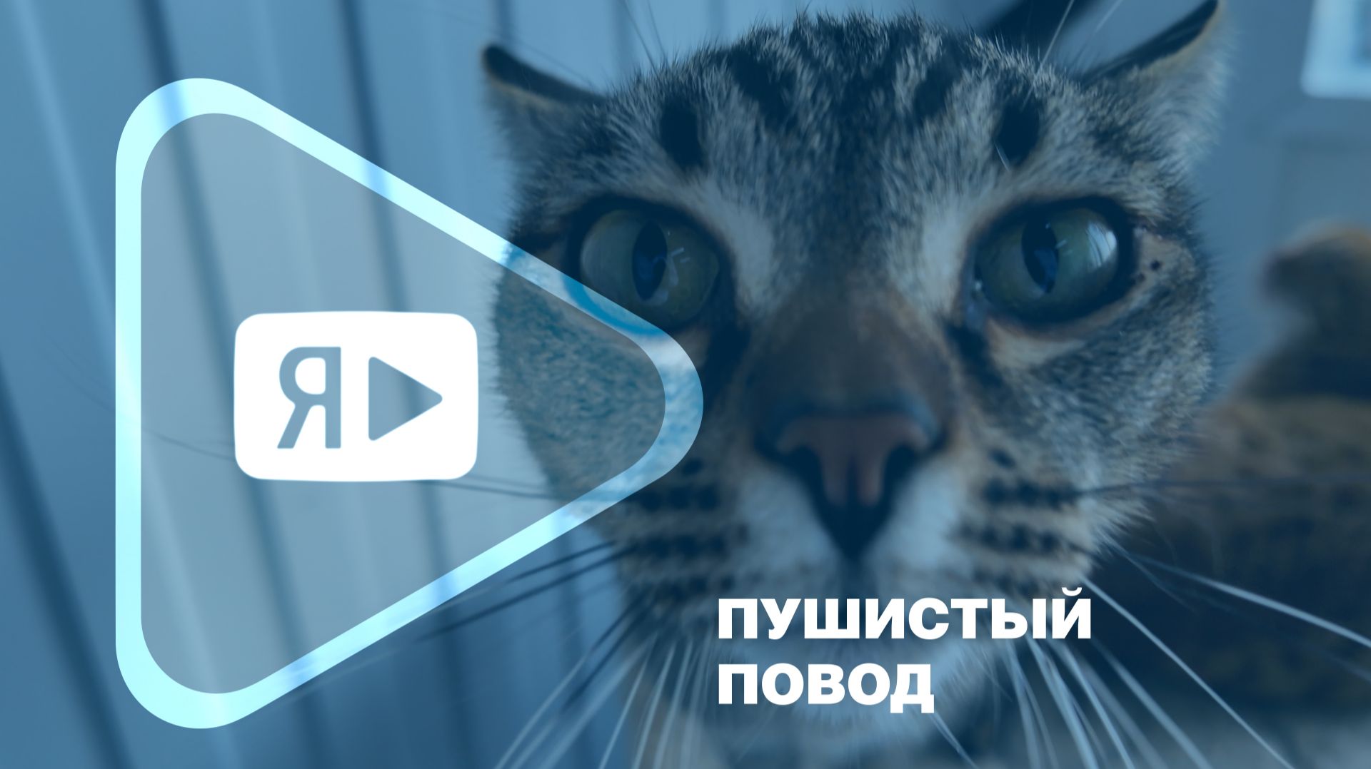 ПУШИСТЫЙ ПОВОД / Работники компании поздравили с днем рождения приют для животных «ГороДог»