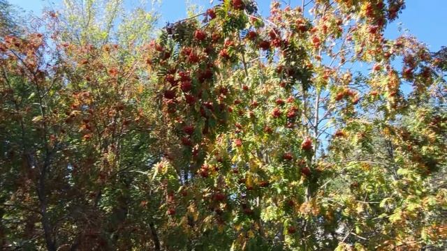 Оренбург Парк Перовского Осень Виктор Поживин 23.09.26