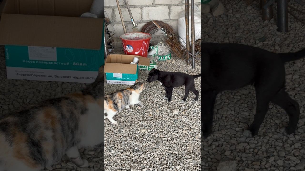 Кошка и Собачка   Дружба не удалась  #юмор #лесной #равнины #равнины #прикол #лес #сад #огород