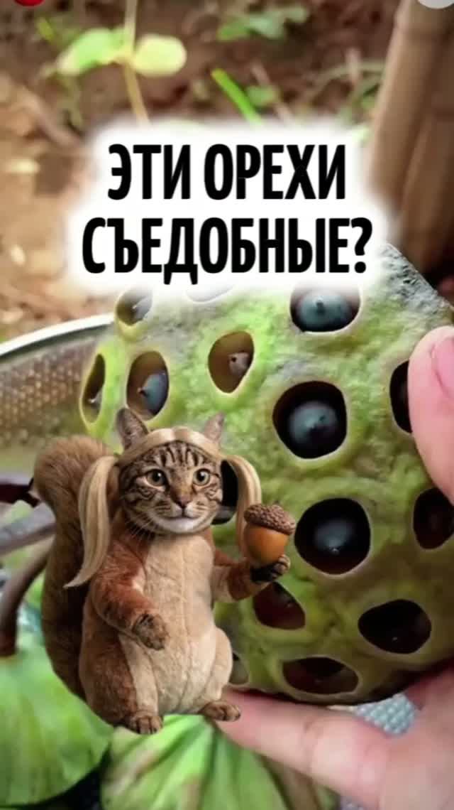 Эти орехи ядовитые?