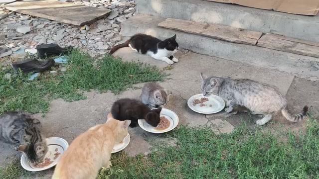 Кошачья семья😺😻🐱🥣