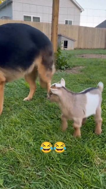 1000🐕🐕🐕🐕