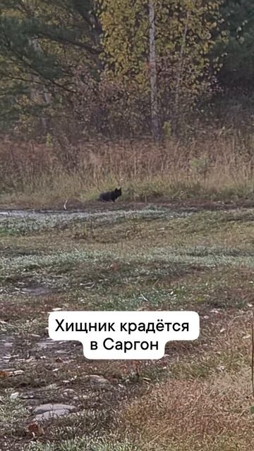 хищник в саргон