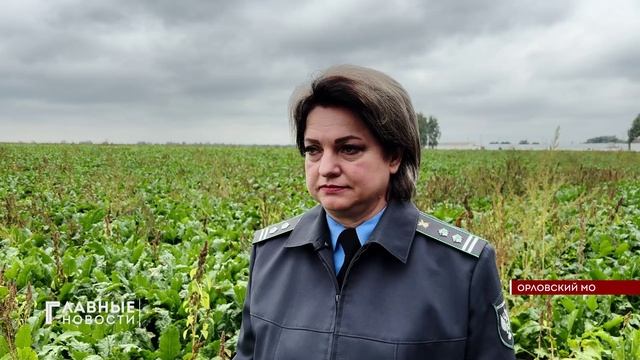 Орловскую свёклу проверяют на пестициды.