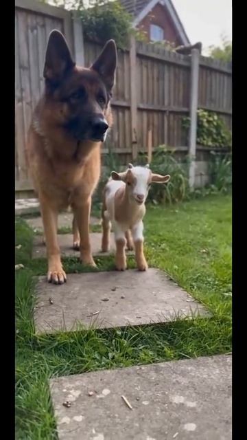 100🐕🐕🐐🐐