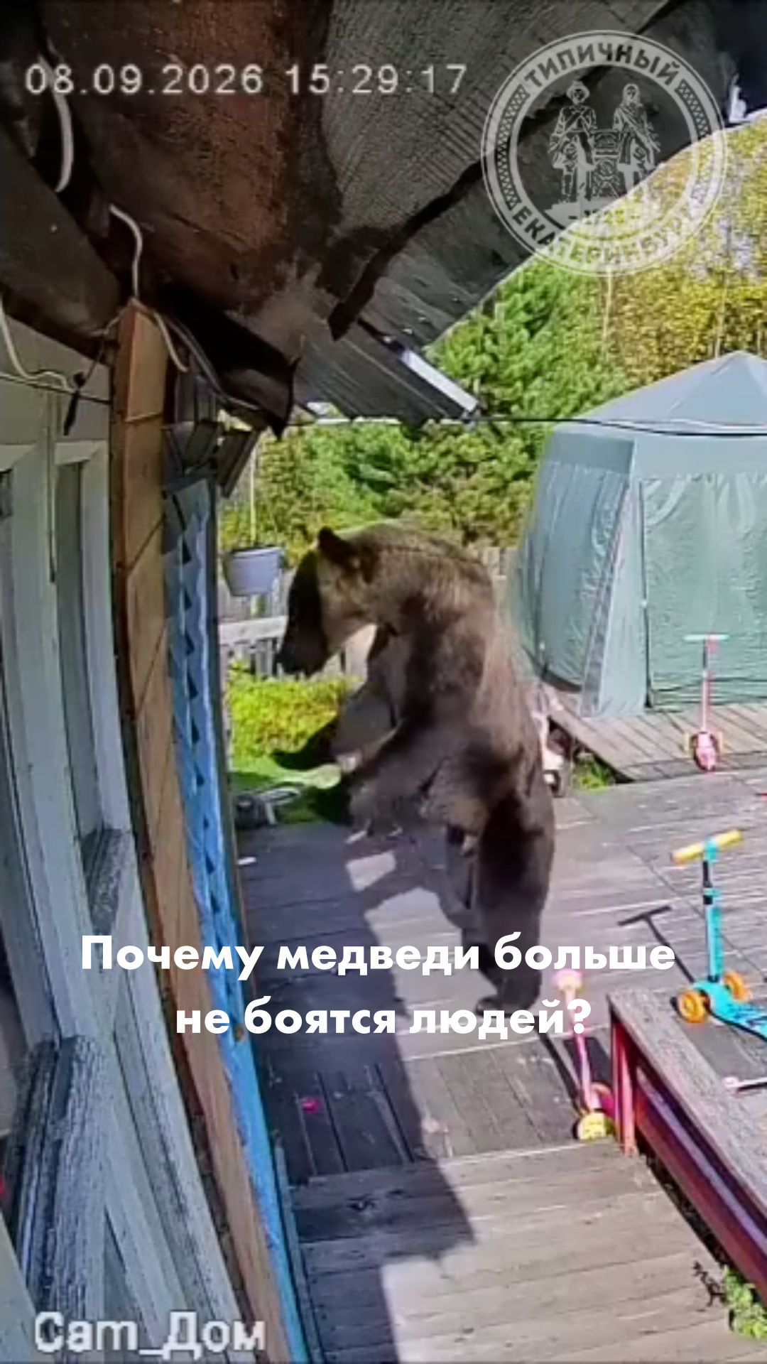 Почему медведи больше не боятся людей?