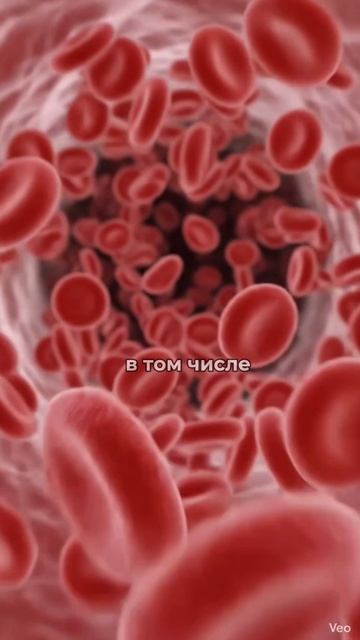Плазмаферез при миастении: как очищают кровь от антител