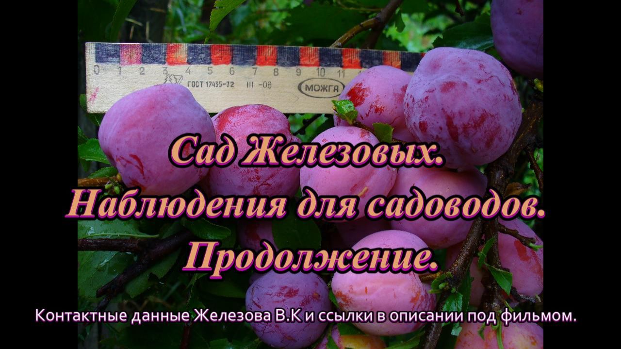 Сад Железовых. Наблюдения для садоводов. Продолжение.