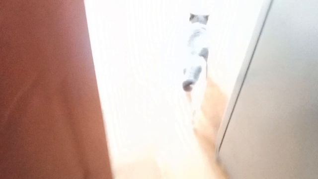 Влог.Бусик и носки 🧦 🤣🐱 #влог #коты #жизнь