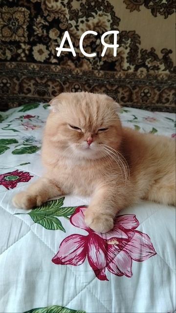 Кошка включает Спящий режим 😺