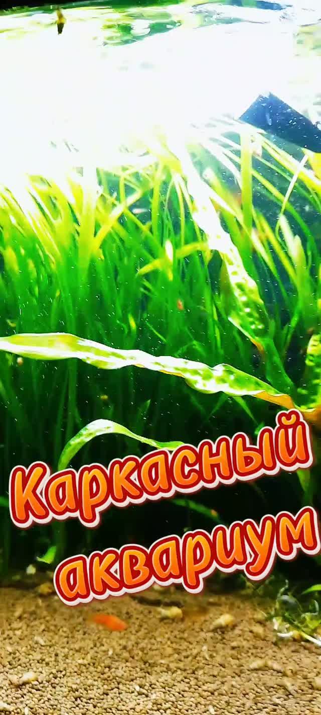 Каркасный аквариум сегодня