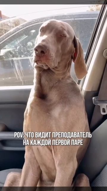 Что видит преподаватель на каждой первой паре)))