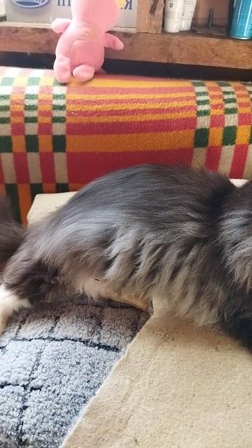 МИШКА 😻😻😻И ЛЮБИМАЯ ИГРУШКА 🧸🧸🧸#кот#веселыекоты