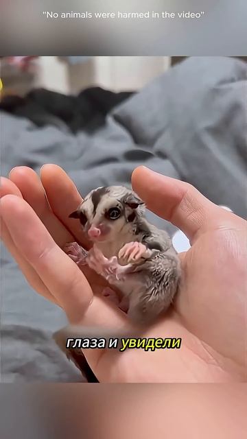 ❤️ Она стала мамой для двух крошечных диких зверьков._1080p60