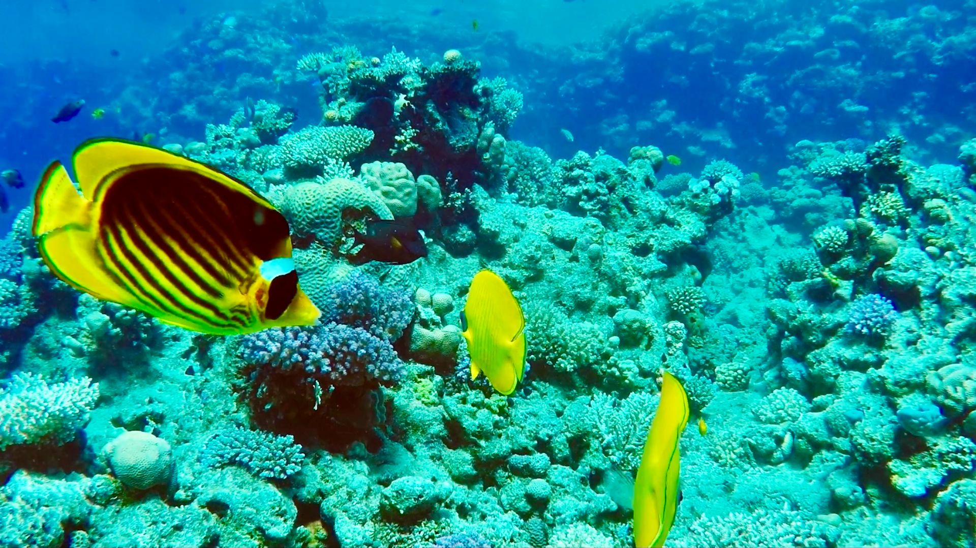 КРАСИВЫЙ МОРСКОЙ МИР   КОРАЛЛЫ ЯРКИЕ РЫБКИ КИТЫ И МОРЕ  ПРЕКРАСНАЯ МУЗЫКА ДЛЯ РЕЛАКСА
