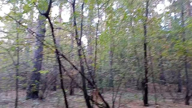 🐦 Утренняя прогулка под пенье птиц 🐦