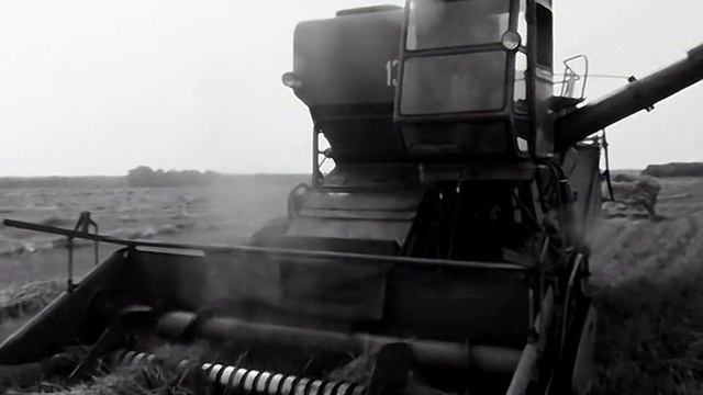 1977 год. Тюменский район. Уборка зерновых