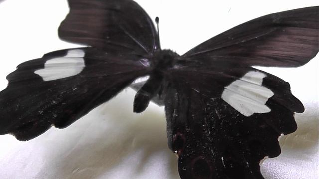 ИЗ МИРА: 234. Papilio Helenus