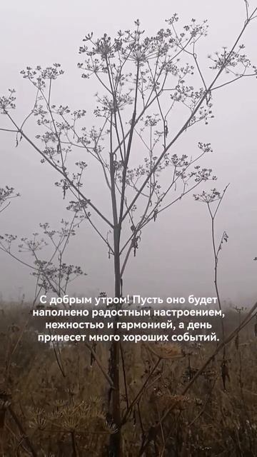 ☕Доброе утро ☕#природа  #настроение #любовь #прогулка #шортс #погода #туман #утродоброе