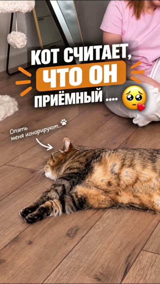 Кот считает, что он приёмный. Всё из-за коврика в прихожей 😿