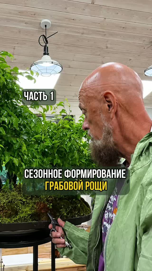 Сезонное формирование Грабовой рощи