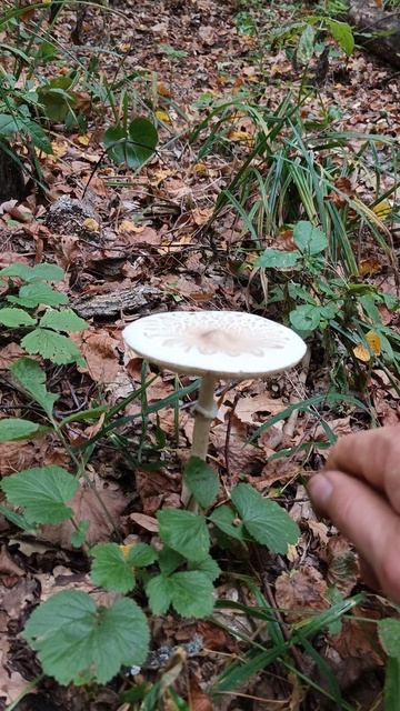 Гриб зонтик сосцевидный  Macrolepiota Mastoidea