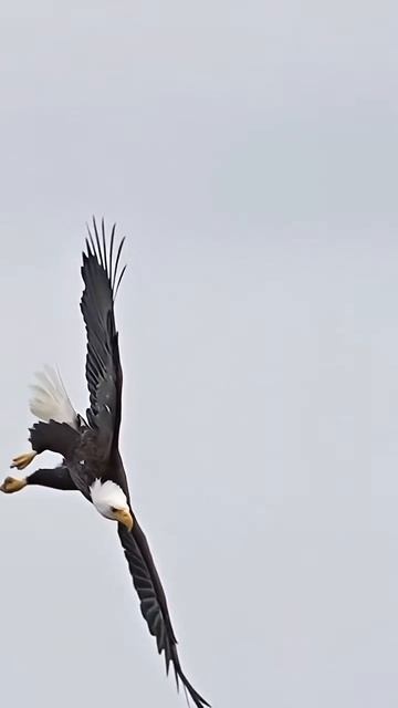 успокойтесь люди ...