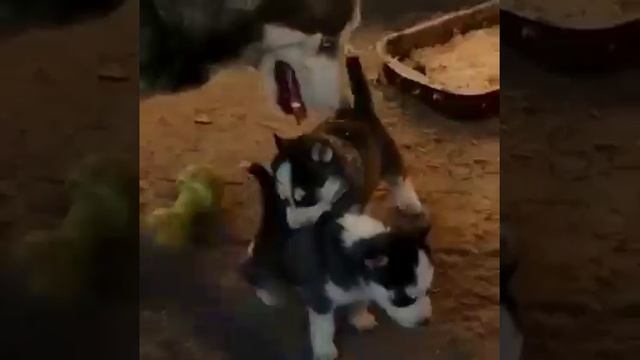Щенки играют.