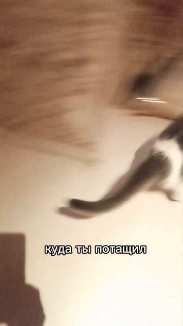 Бусик и носки 🧦 🤣🐱👀 #влог #коты #жизнь