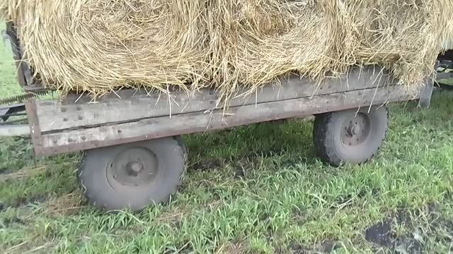 Опять сенаж без упаковки? Что со вторым укосом суданки
